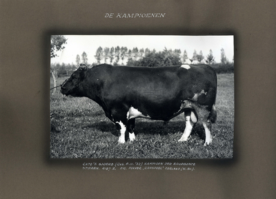 223091 Bladzijde met een foto van een roodbonte kampioensstier op de Veetentoonstellingen te Utrecht van 10 tot en met ...